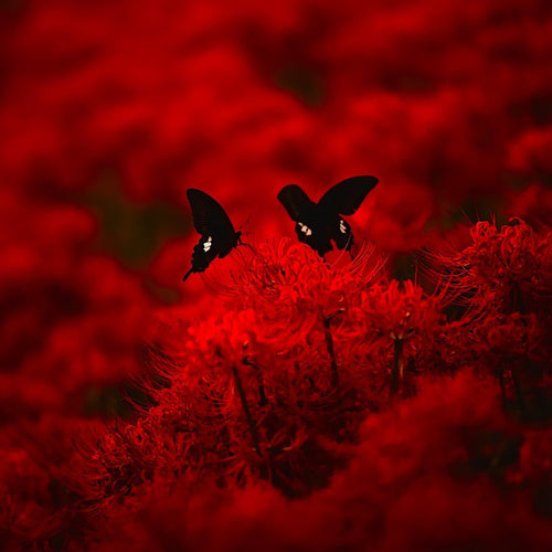 Ebola[JAPAN] - Red Heaven CD