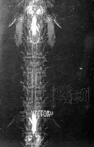 Lucifugum - Vector33 Cassette